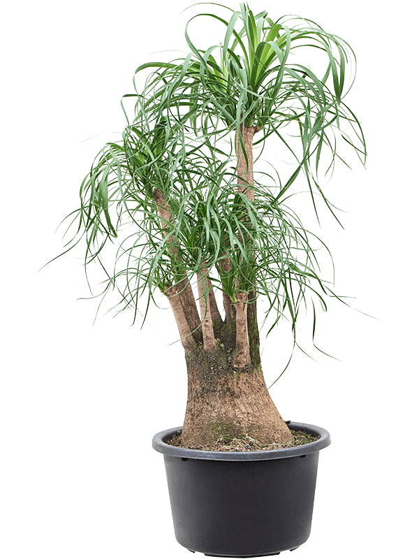 
                  
                    Beaucarnea recurvata
                  
                