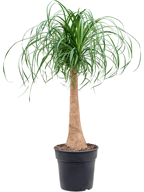 
                  
                    Beaucarnea recurvata
                  
                