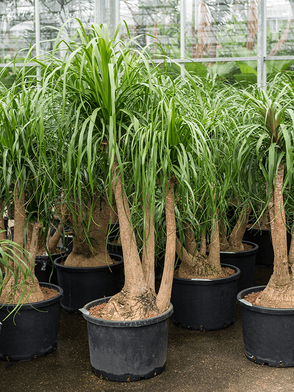 
                  
                    Beaucarnea recurvata
                  
                