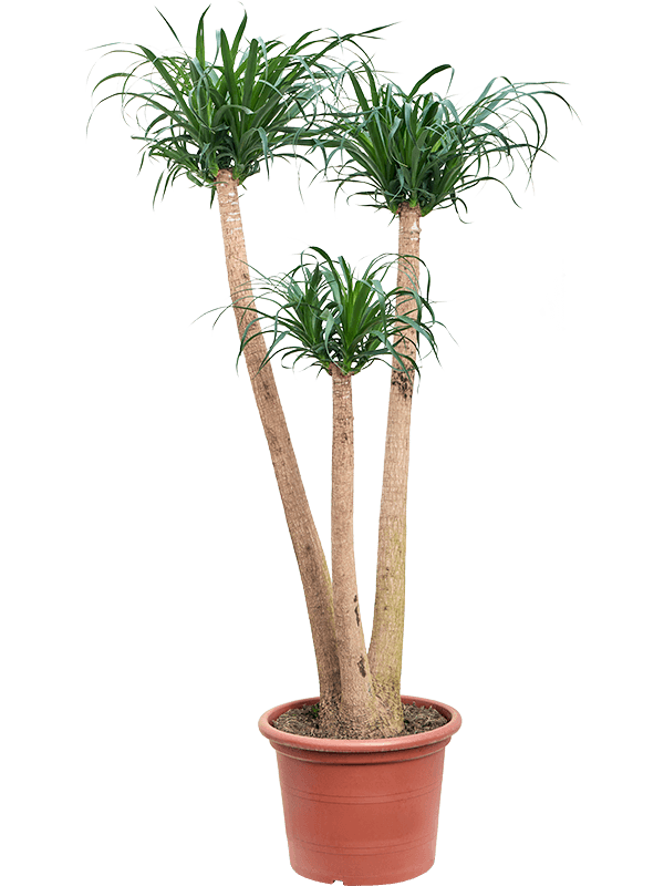 
                  
                    Beaucarnea recurvata
                  
                