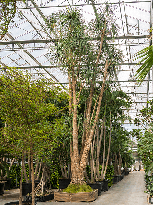 
                  
                    Beaucarnea recurvata
                  
                