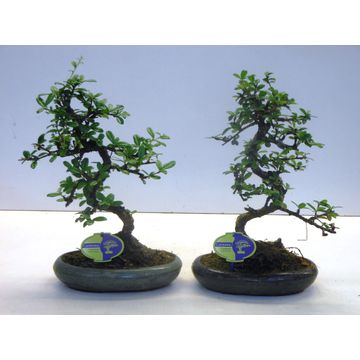 
                  
                    Bonsai Carmona retusa
                  
                