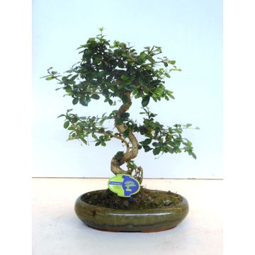 
                  
                    Bonsai Carmona retusa
                  
                