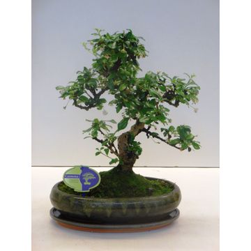 
                  
                    Bonsai Carmona retusa
                  
                