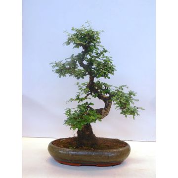 Bonsai Carmona retusa