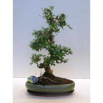 
                  
                    Bonsai Carmona retusa
                  
                