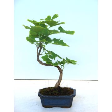 
                  
                    Bonsai Ginkgo Biloba
                  
                
