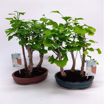 
                  
                    Bonsai Ginkgo Biloba
                  
                