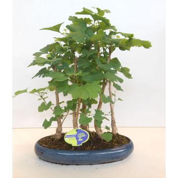 
                  
                    Bonsai Ginkgo Biloba
                  
                