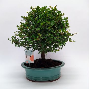 
                  
                    Bonsai Zelkova
                  
                