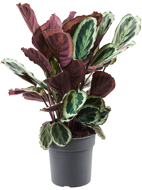 Calathea Marion