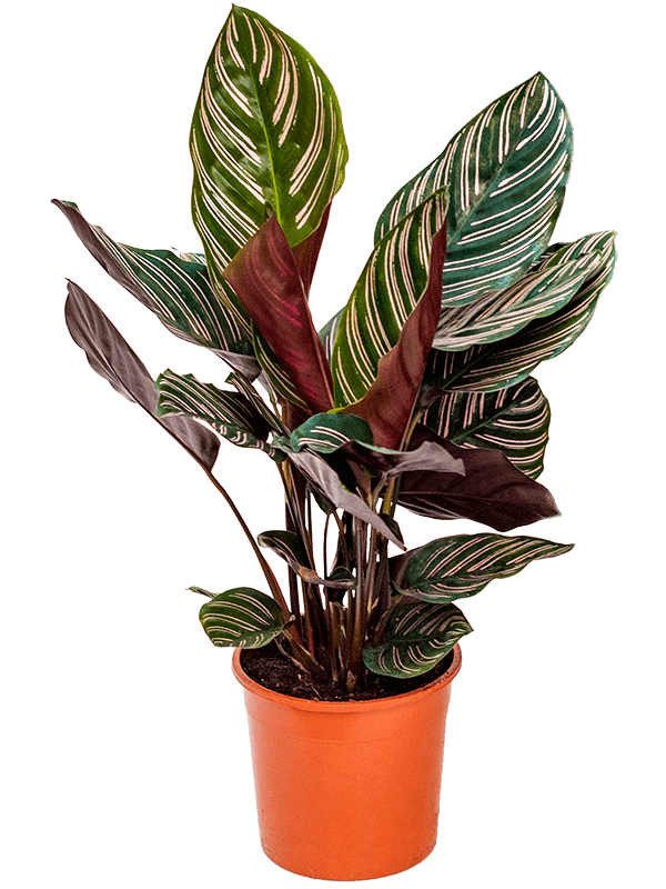Calathea Ornata