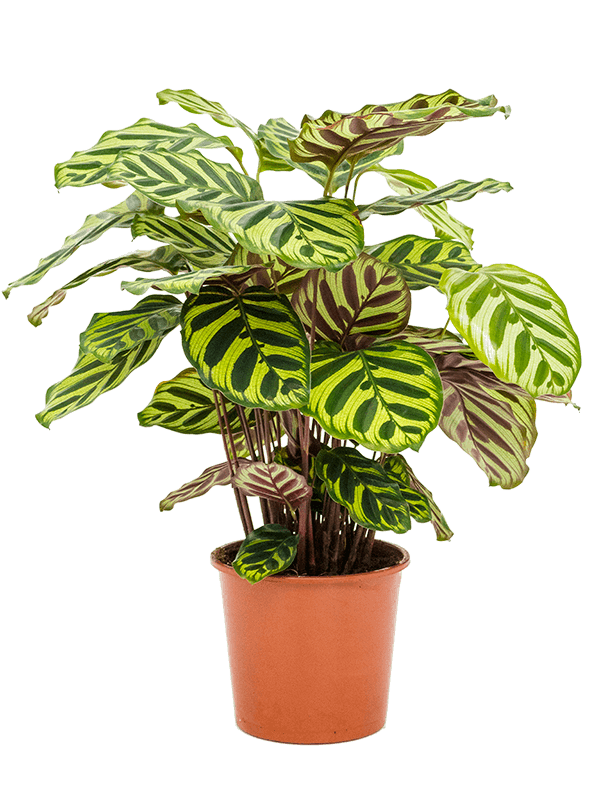 
                  
                    Calathea makoyana
                  
                