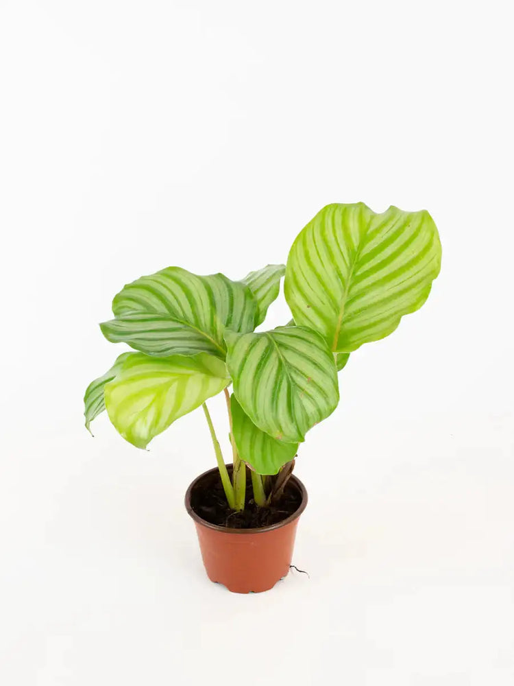 
                  
                    un calatea orbifolia, avec ses larges feuilles vert clair rayées ; il est en substrat dans son pot marron de croissance vendu en ligne et en boutique par la jardinerie Béziers Natura dans l'Hérault
                  
                