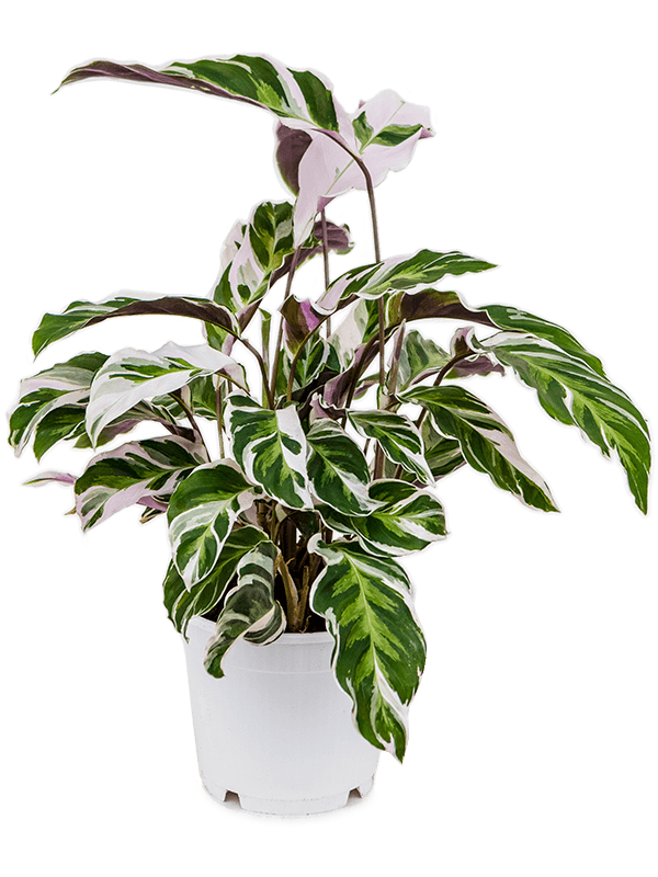 Calathea White fusion