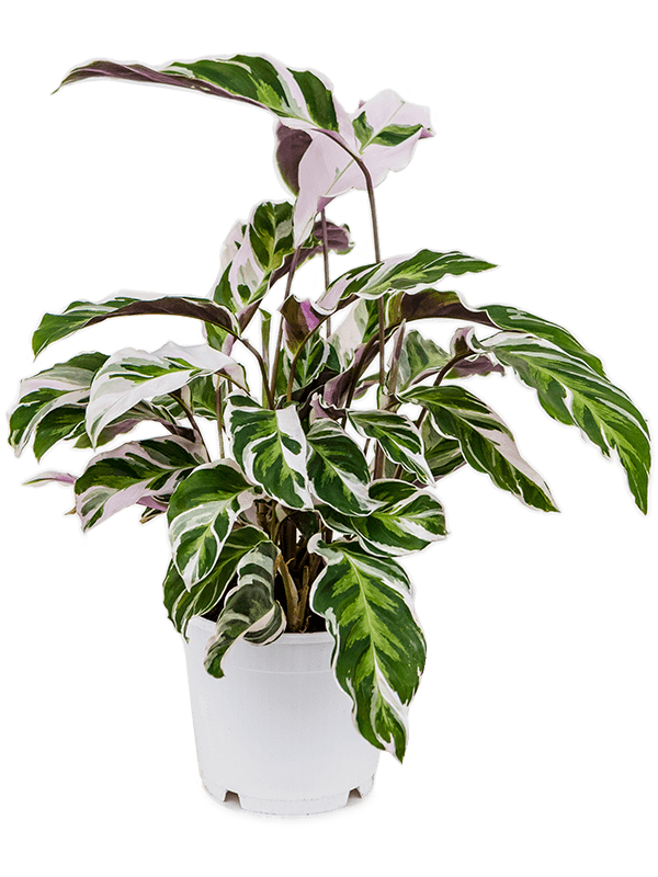 Plant in a Box - Calathea Fusion White - Purificateur d'air - Plante  d'intérieur - Pot 14cm - Hauteur 30-40cm : : Jardin