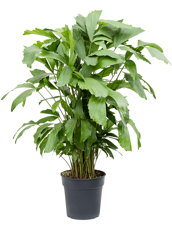 
                  
                    Caryota Mitis
                  
                