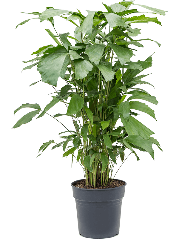 
                  
                    Caryota Mitis
                  
                