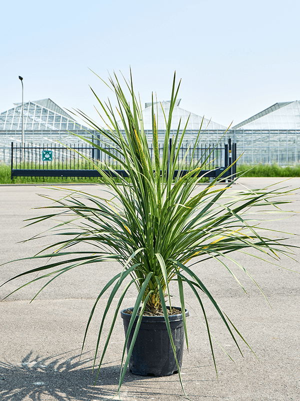 
                  
                    Cordyline australis
                  
                