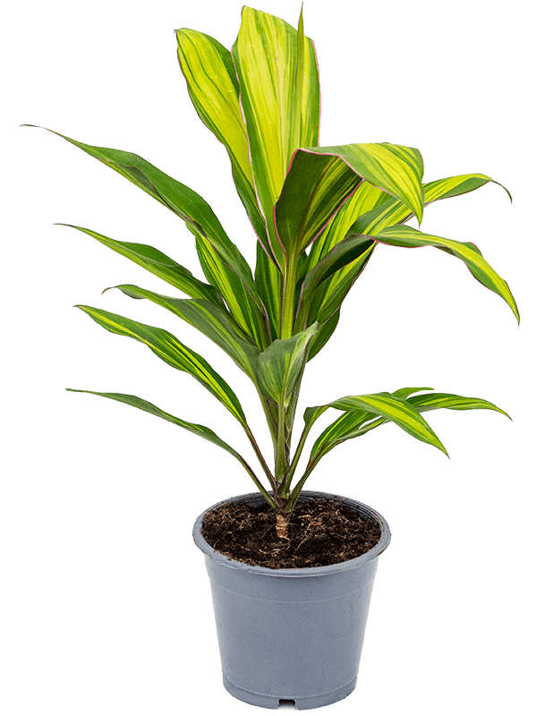 Cordyline fruticosa 'Kiwi'