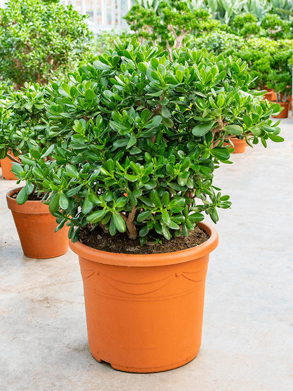 
                  
                    Crassula ovata arbre de jade
                  
                