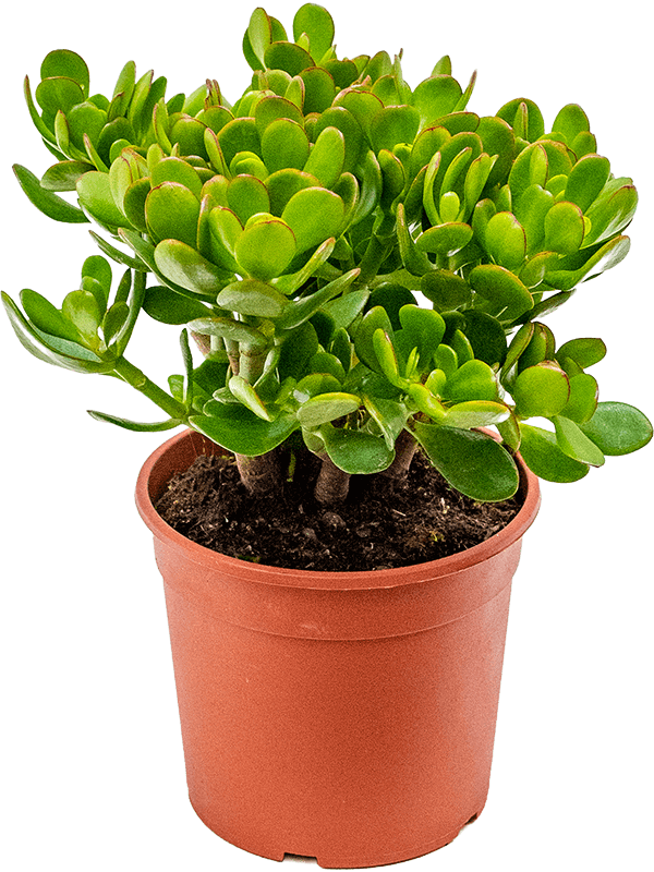 
                  
                    Crassula ovata arbre de jade
                  
                