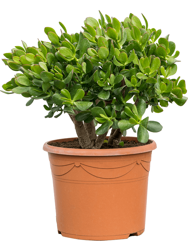 Crassula Ovata - Arbre De Jade - ↕ 35-40 Cm - ⌀ 17 Cm Cactus Et Plantes Grasses