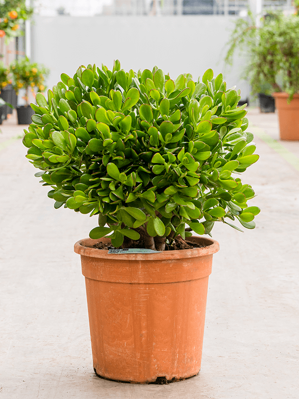 
                  
                    Crassula ovata arbre de jade
                  
                