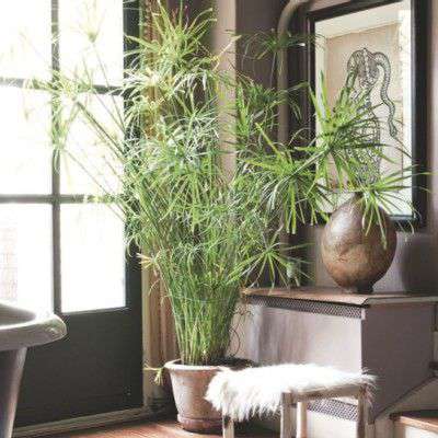 
                  
                    un papyrus avec ses longues tiges exposer dans un salon cosy ,composé de plusieurs feuilles fine, ce produit est proposé en boutique ou en ligne par la jardinerie Béziers Natura dans l'Hérault
                  
                