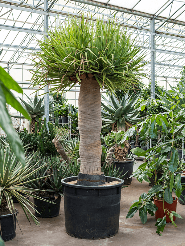 dracaena exterieur Dracaena Draco