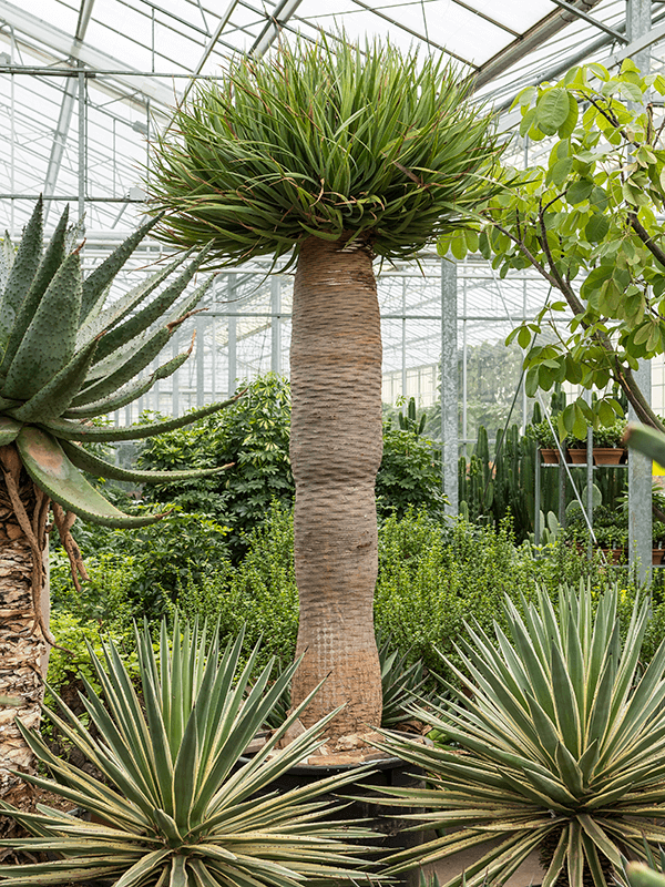 
                  
                    Dracaena Draco.
                  
                