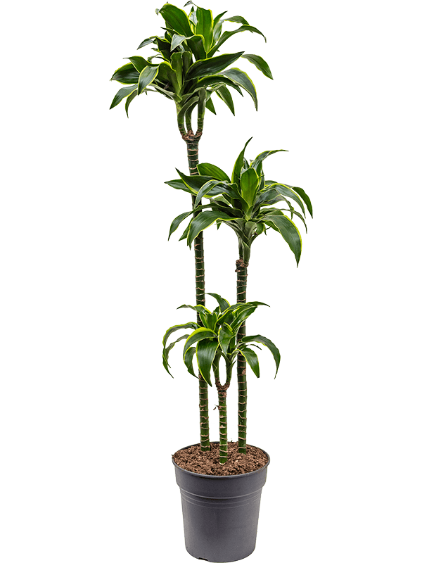 
                  
                    Dracaena fragrans Dorado
                  
                