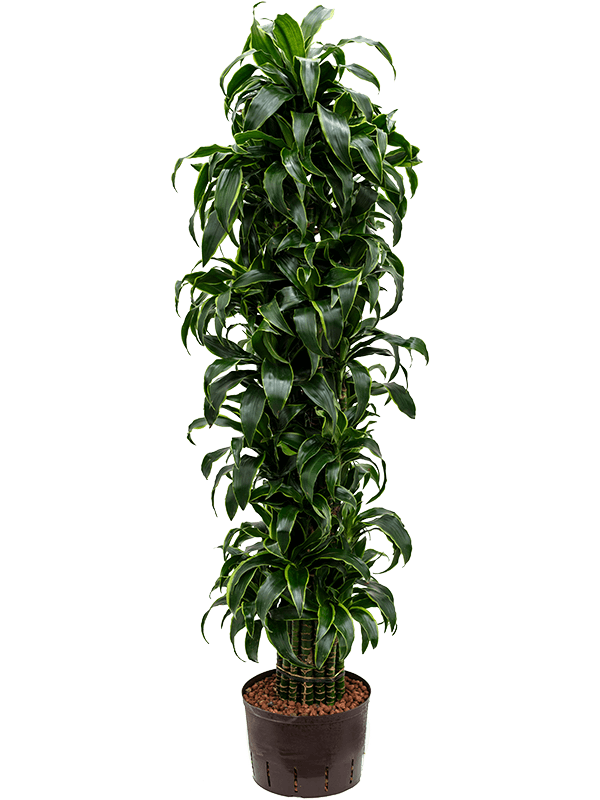 
                  
                    Dracaena fragrans Dorado
                  
                