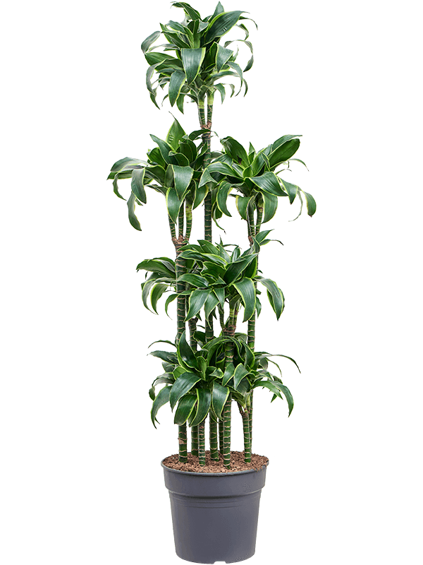 
                  
                    Dracaena fragrans Dorado
                  
                