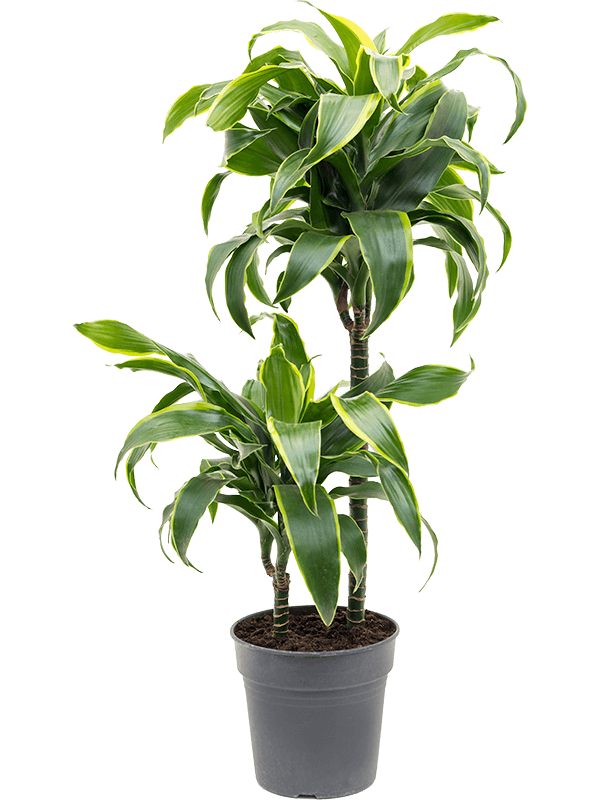 
                  
                    Dracaena fragrans Dorado
                  
                