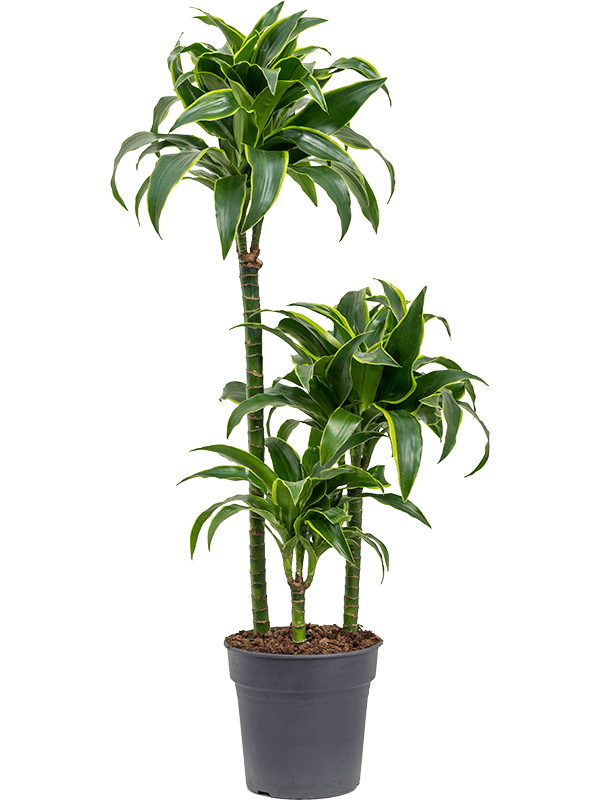 
                  
                    Dracaena fragrans Dorado
                  
                