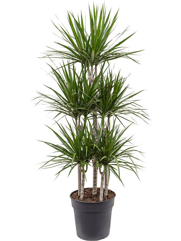 
                  
                    Dracaena marginata
                  
                