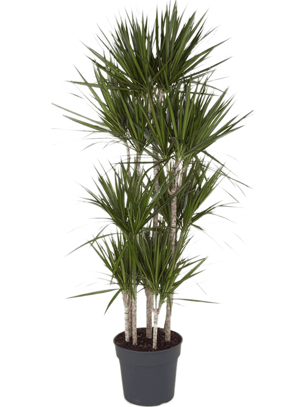 
                  
                    Dracaena marginata
                  
                