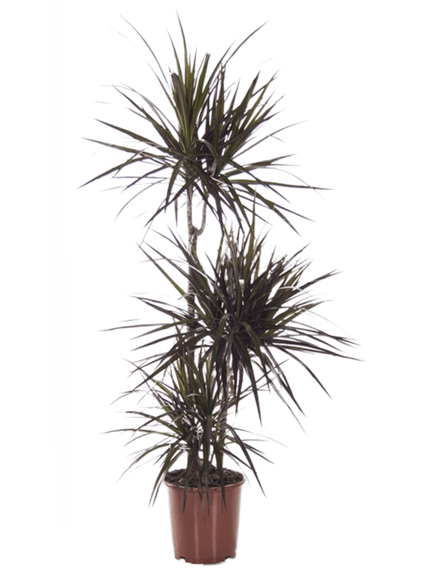 
                  
                    Dracaena marginata 'Magenta'
                  
                