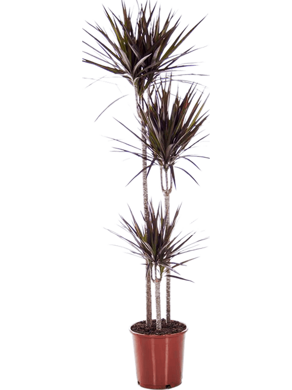 
                  
                    Dracaena marginata 'Magenta'
                  
                
