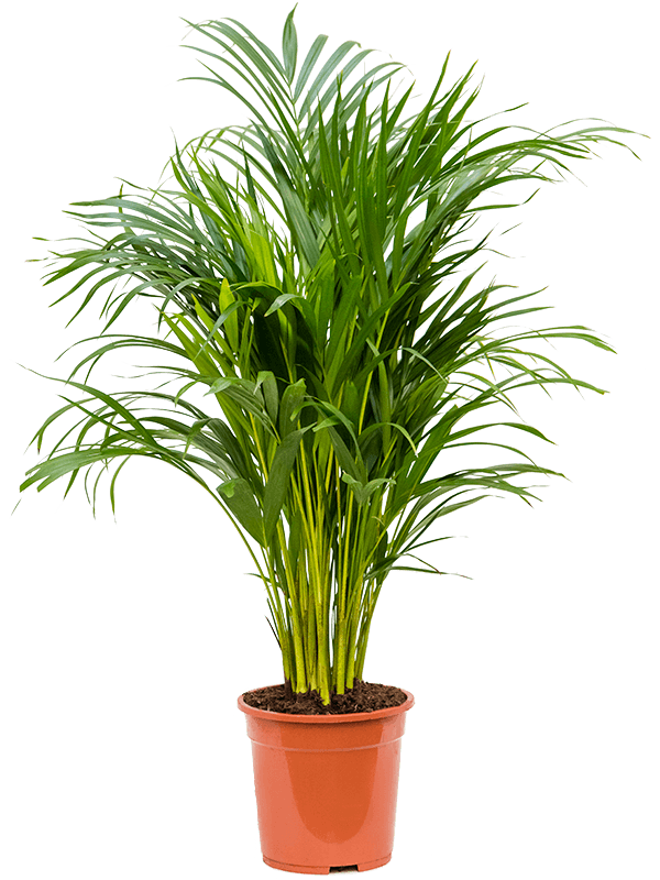 
                  
                    Areca Dypsis lutescens
                  
                