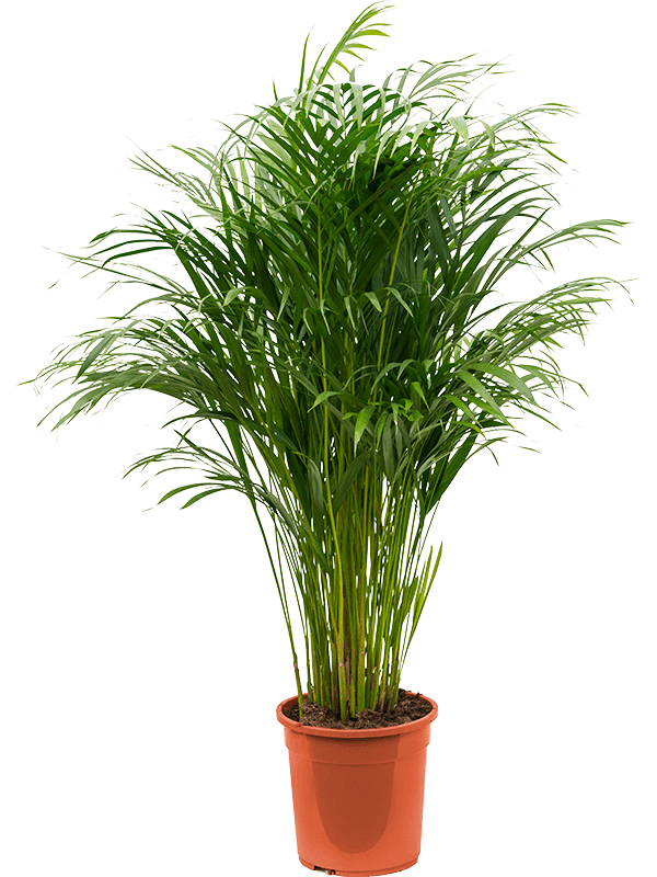 
                  
                    Areca Dypsis lutescens
                  
                