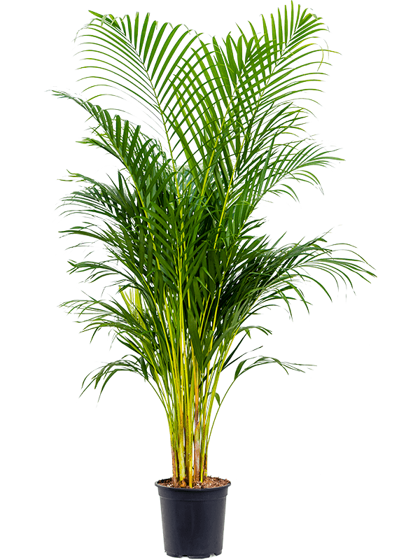 
                  
                    Areca Dypsis lutescens
                  
                