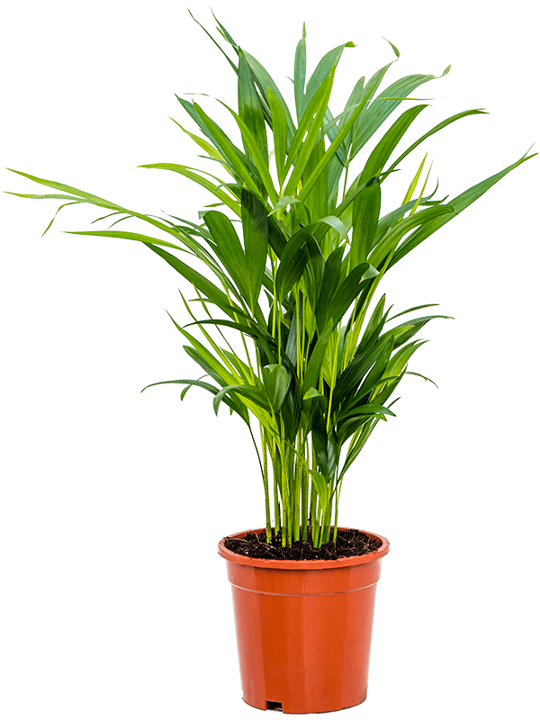 
                  
                    Areca Dypsis lutescens
                  
                