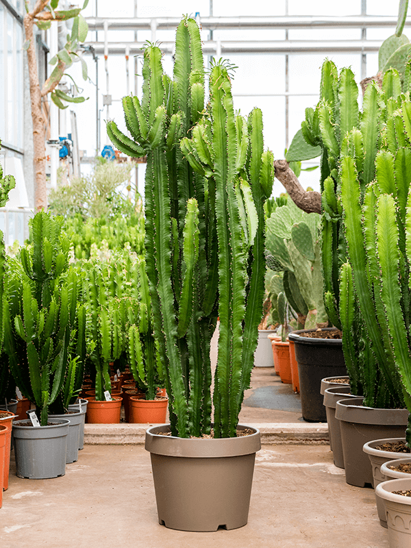 
                  
                    Euphorbia erytrea
                  
                