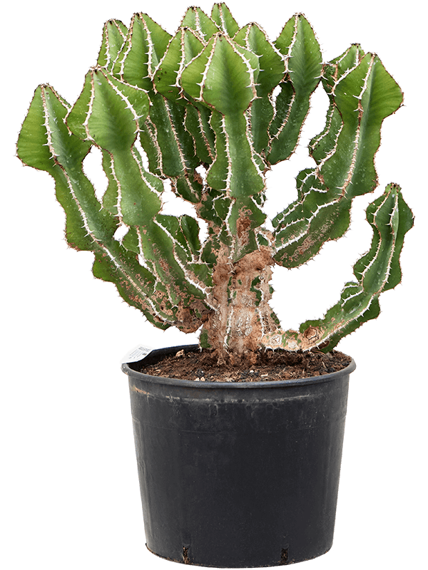 
                  
                    Euphorbia fortissima
                  
                