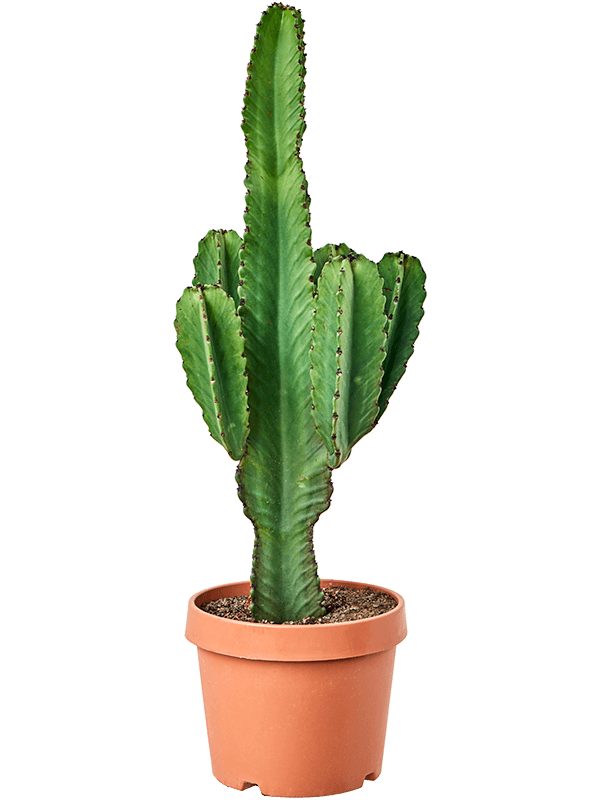 
                  
                    Euphorbia ingens
                  
                