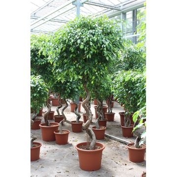 
                  
                    Ficus benjamina Exotica
                  
                