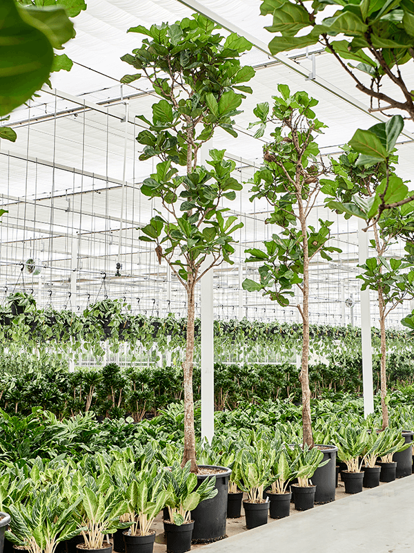 
                  
                    Ficus Lyrata
                  
                