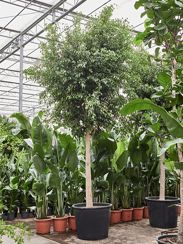 
                  
                    Ficus benjamina Exotica
                  
                